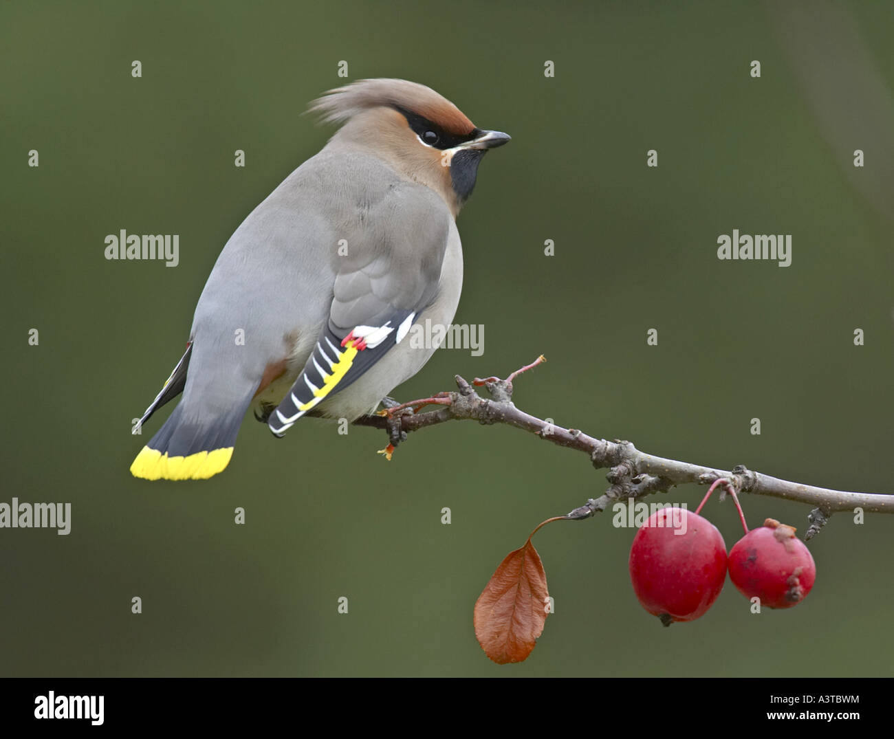 Böhmische Seidenschwanz (Bombycilla Garrulus), am Zweig mit Früchten Stockfoto