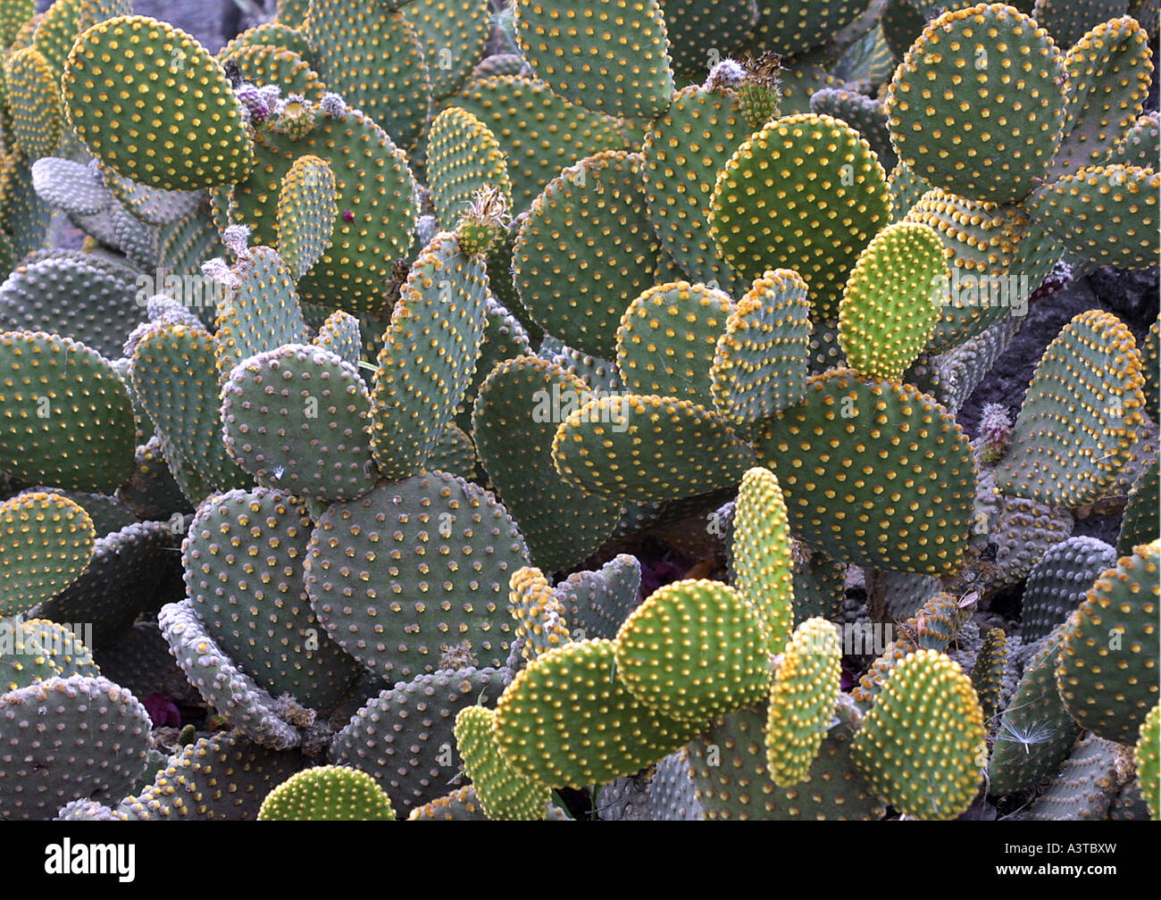 Hasenohren, Polka Dot Kaktus (Opuntia Microdasys) Stockfoto