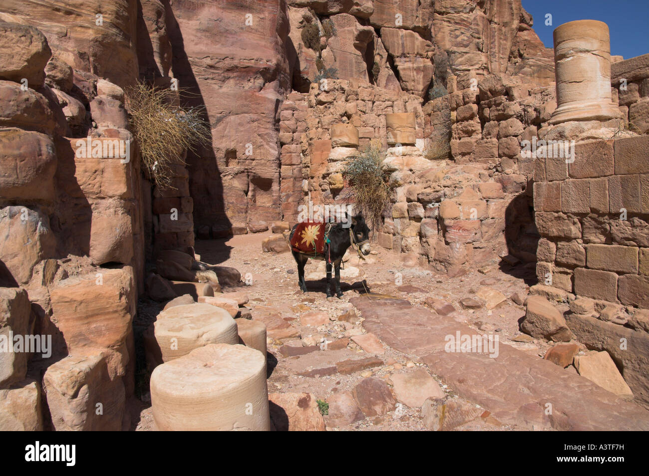 Jordan Petra archäologische Seite römische Theater Dunkey auf seinem eigenen im Theater Ruinen Stockfoto