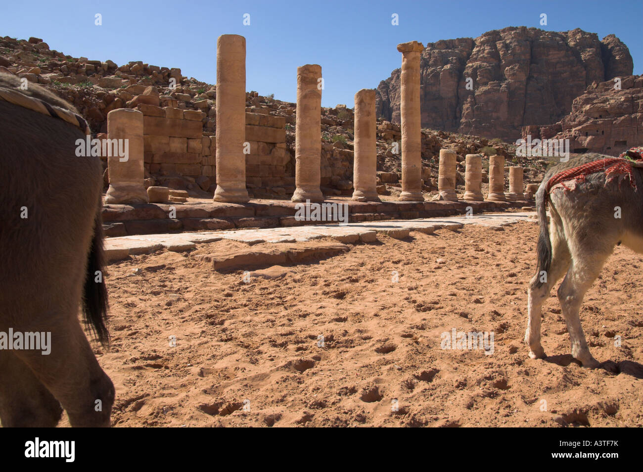 Jordan Petra archäologische Stätte Cardo Maximun Kolonnaden Straßenansicht mit zwei Esel Böden in Frgd und Felsen in bkgd Stockfoto