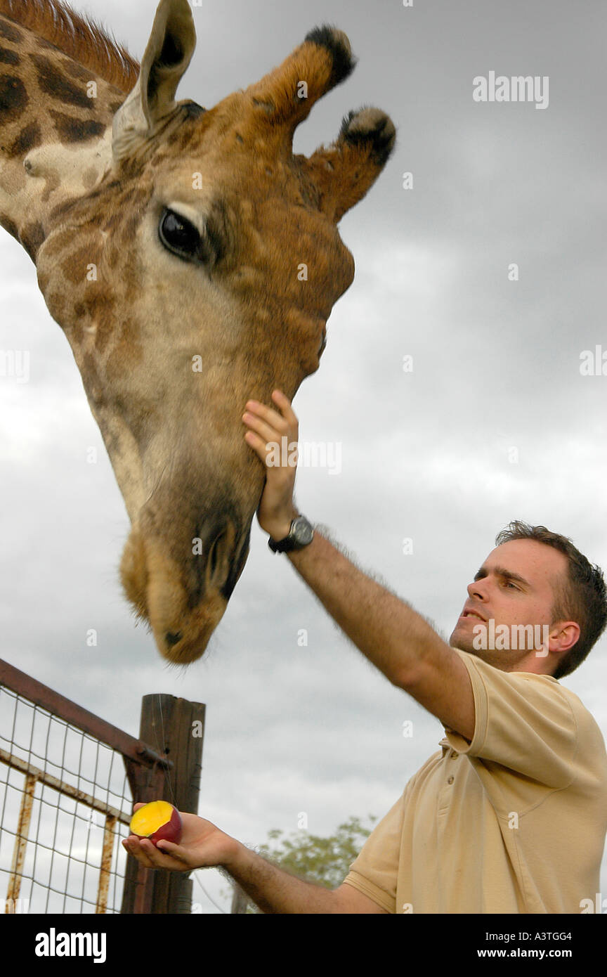 Giraffe Bullen namens Tom Bubi River Lodge Simbabwe liebt Früchte oder Blätter von Touristen Stockfoto