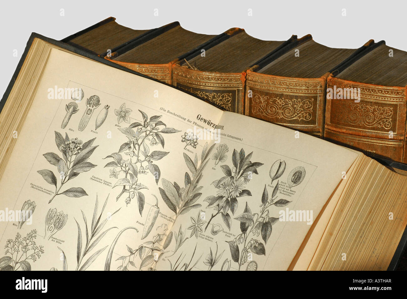 Illustrationen von Gewürzpflanzen in einer alten Enzyklopädie Stockfoto