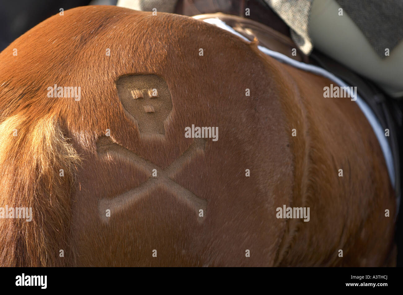 Totenkopf rasieren auf Pferd Stockfotografie - Alamy