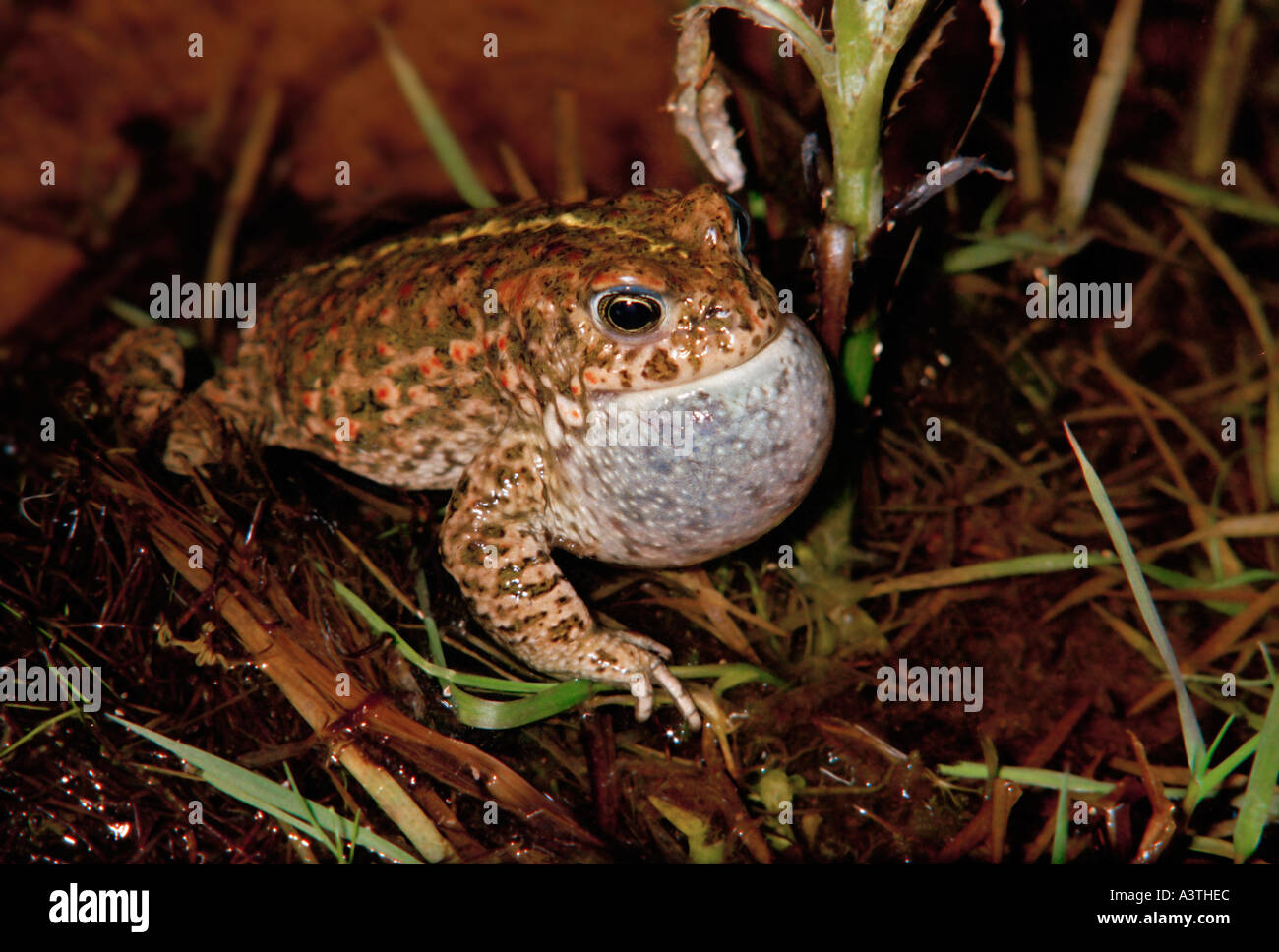 Natterjack Kröte. Epidalea Calamita, ehemals Bufo Calamita, Quaken während der Balz, Männlich Stockfoto