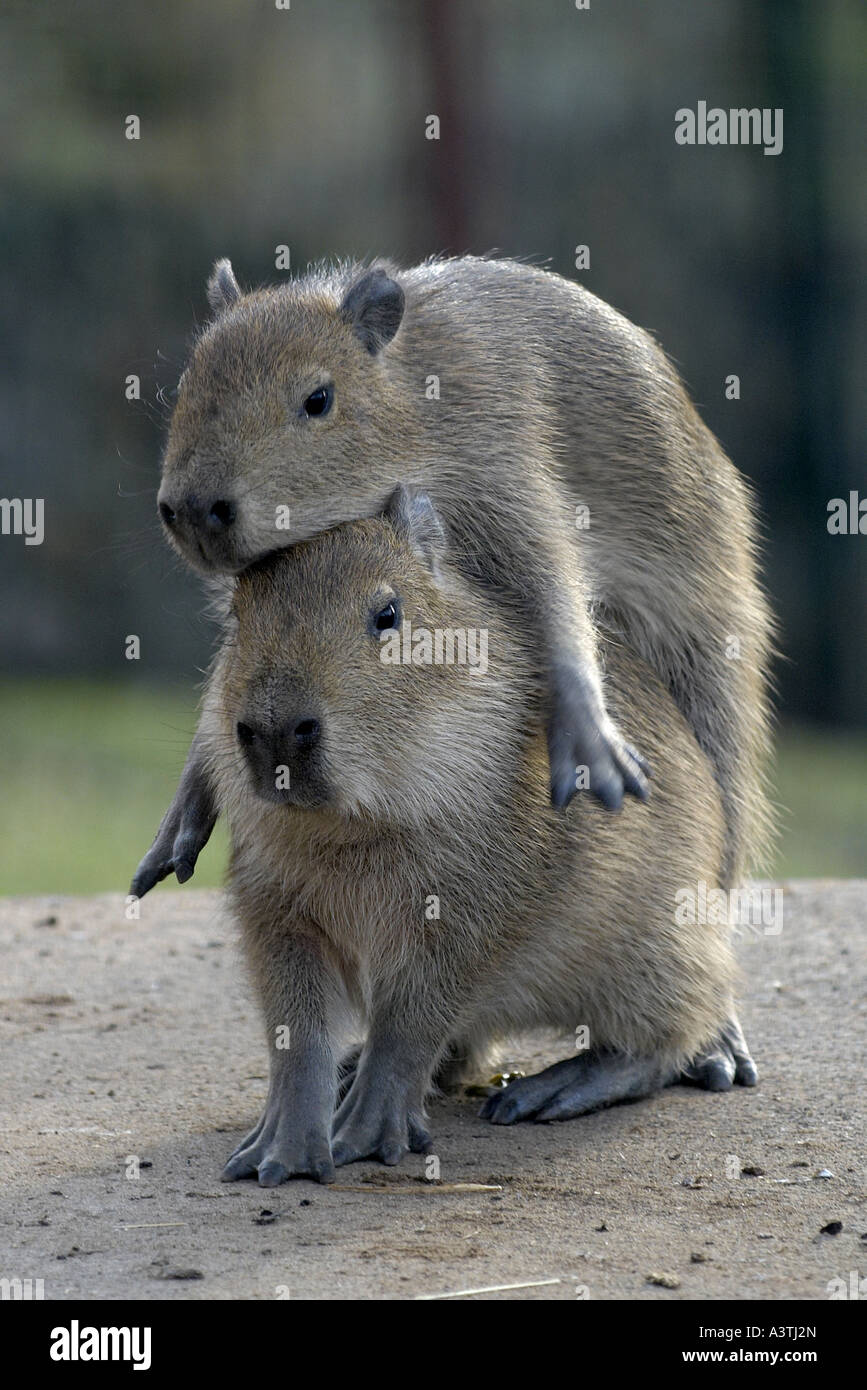 Zwei verspielte baby Capybara-nur wenige Wochen alt im zoo Stockfoto