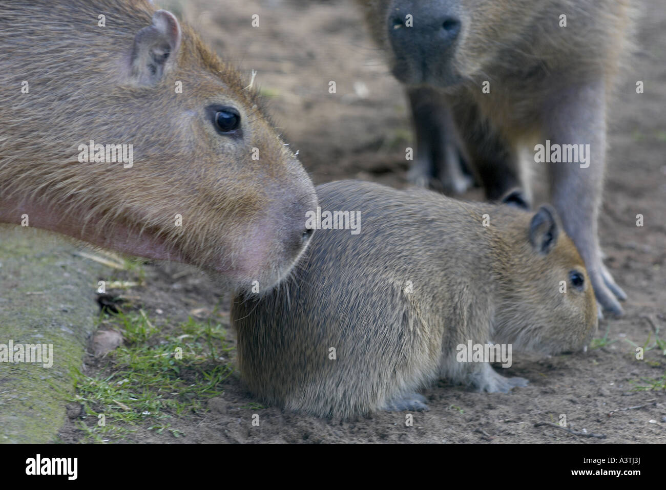 Baby Capybara nur wenige Wochen alt und Erwachsene im zoo Stockfoto