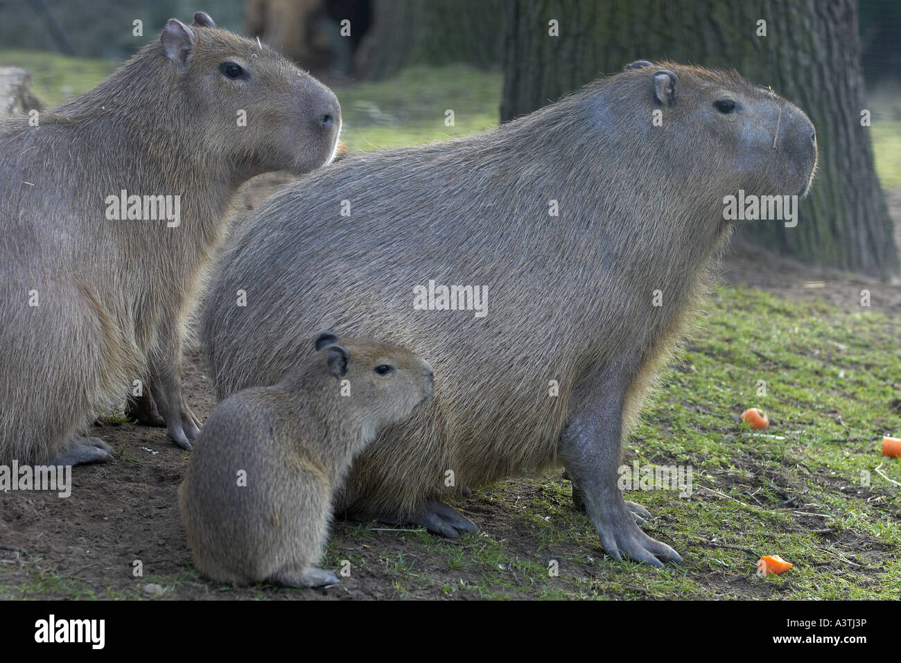 Baby Capybara nur wenige Wochen alt, mit zwei Erwachsenen im zoo Stockfoto