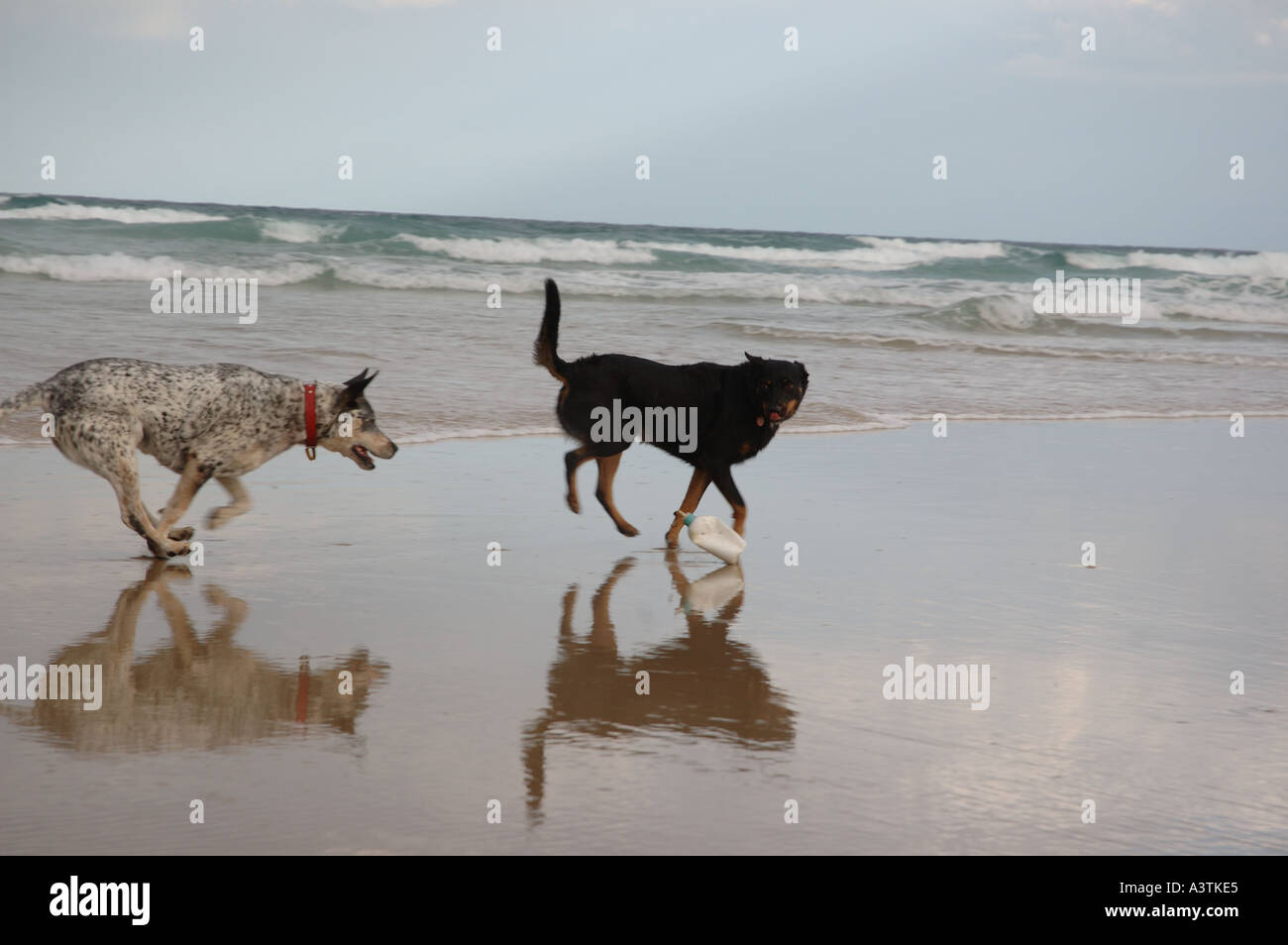 2 Hunde am Strand Stockfoto
