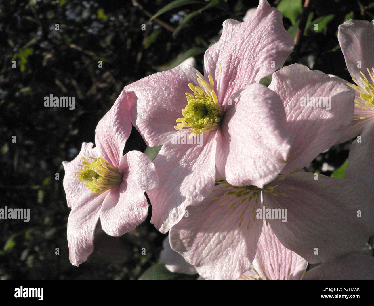 Blass rosa Blüten der Clematis Montana Elzabeth Blüte in einen Garten im Mai England UK EU Stockfoto