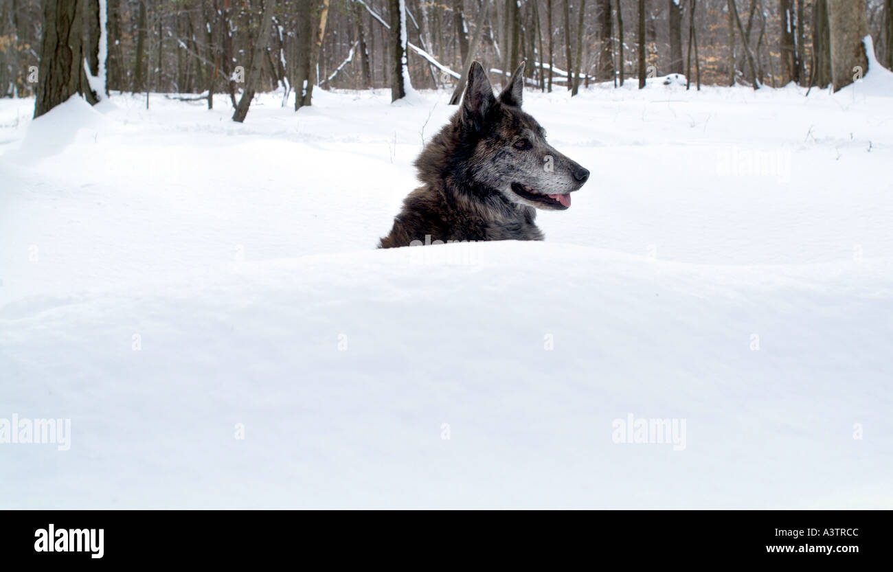 Hund mit Kopf ragte aus hinter Schneewehe im winter Stockfoto