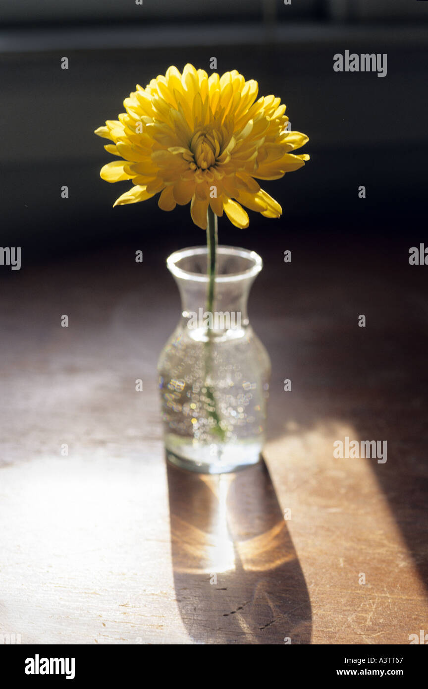 Mama in einer Vase einzelne Chrysantheme im Wasser Stockfoto