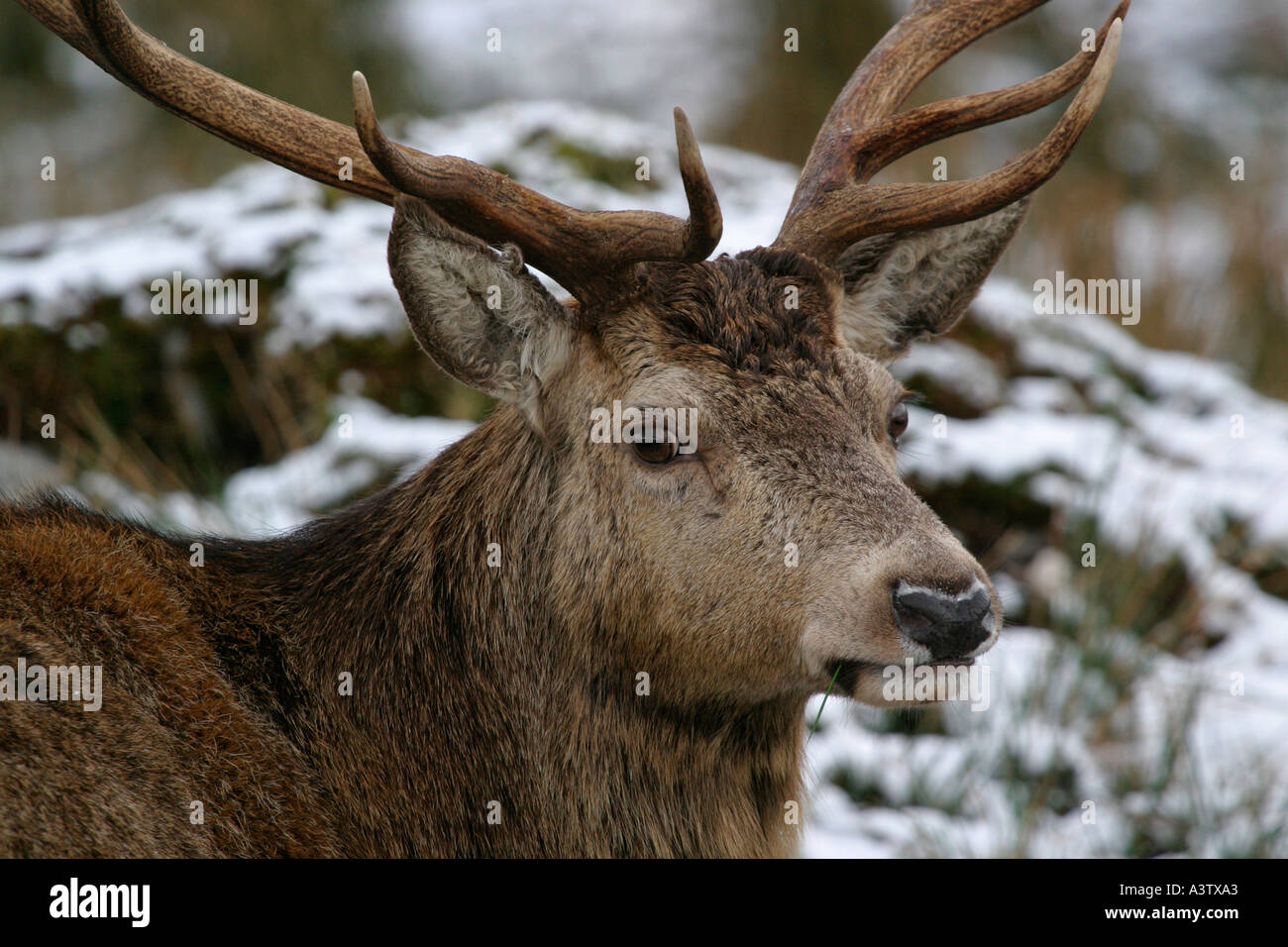 Schuss in den Kopf von Red Deer Cervus Elaphus schottischen Highlands Schottland hautnah Stockfoto