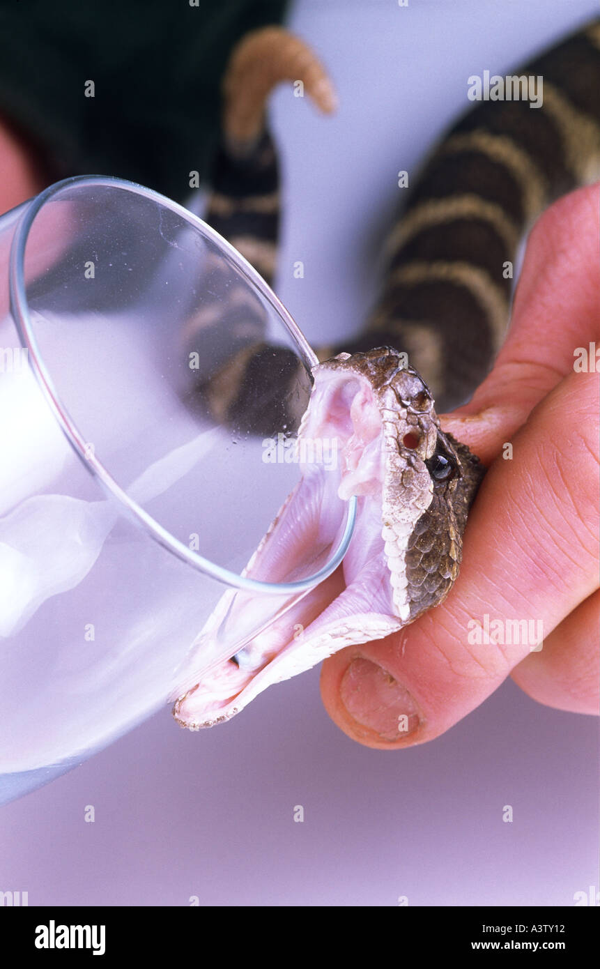 Melken Venom der nordamerikanischen Prärie Rattler Crotalus Viridis in Glas Stockfoto