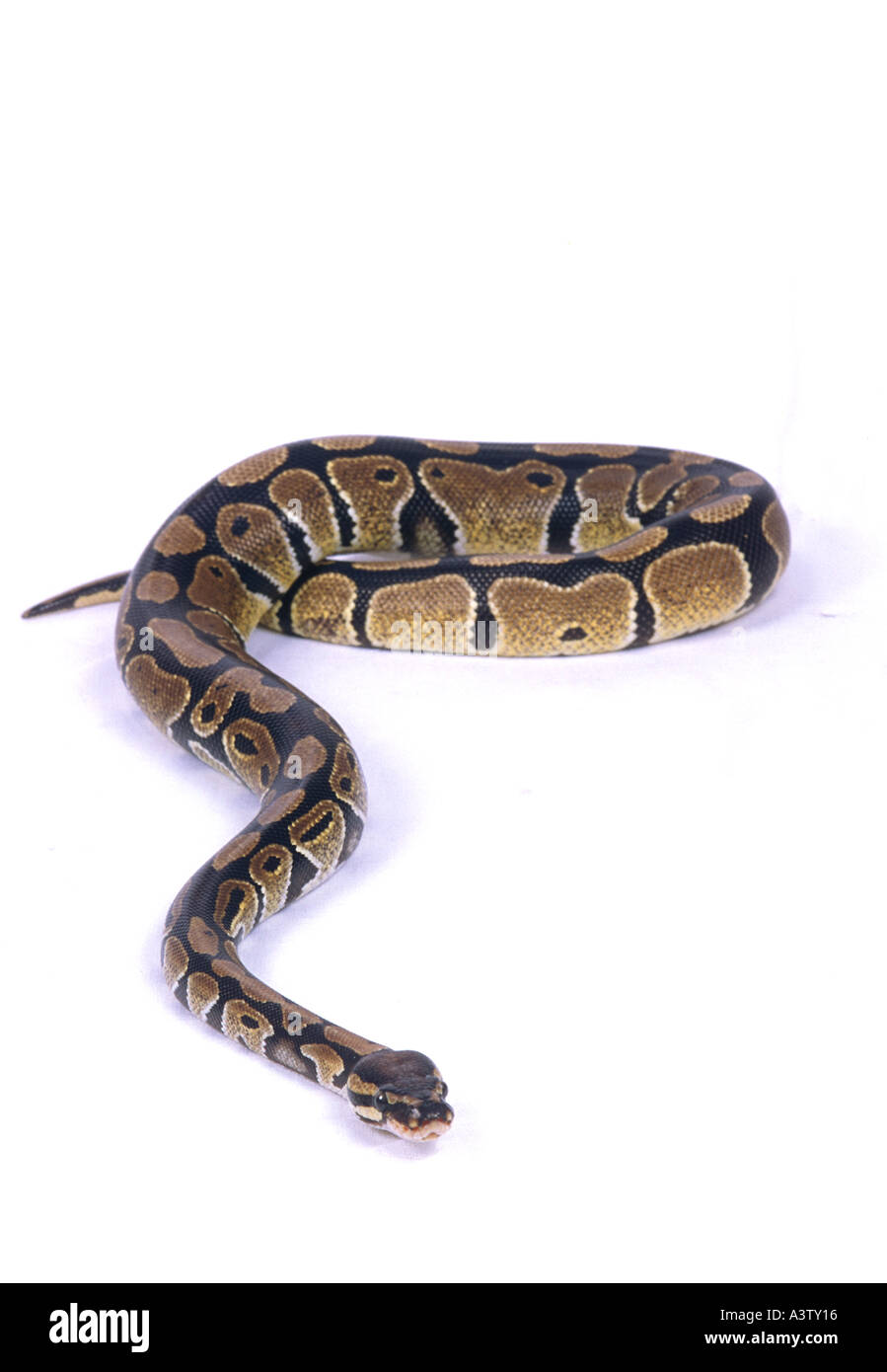 West African Royal Python Python regius Stockfoto