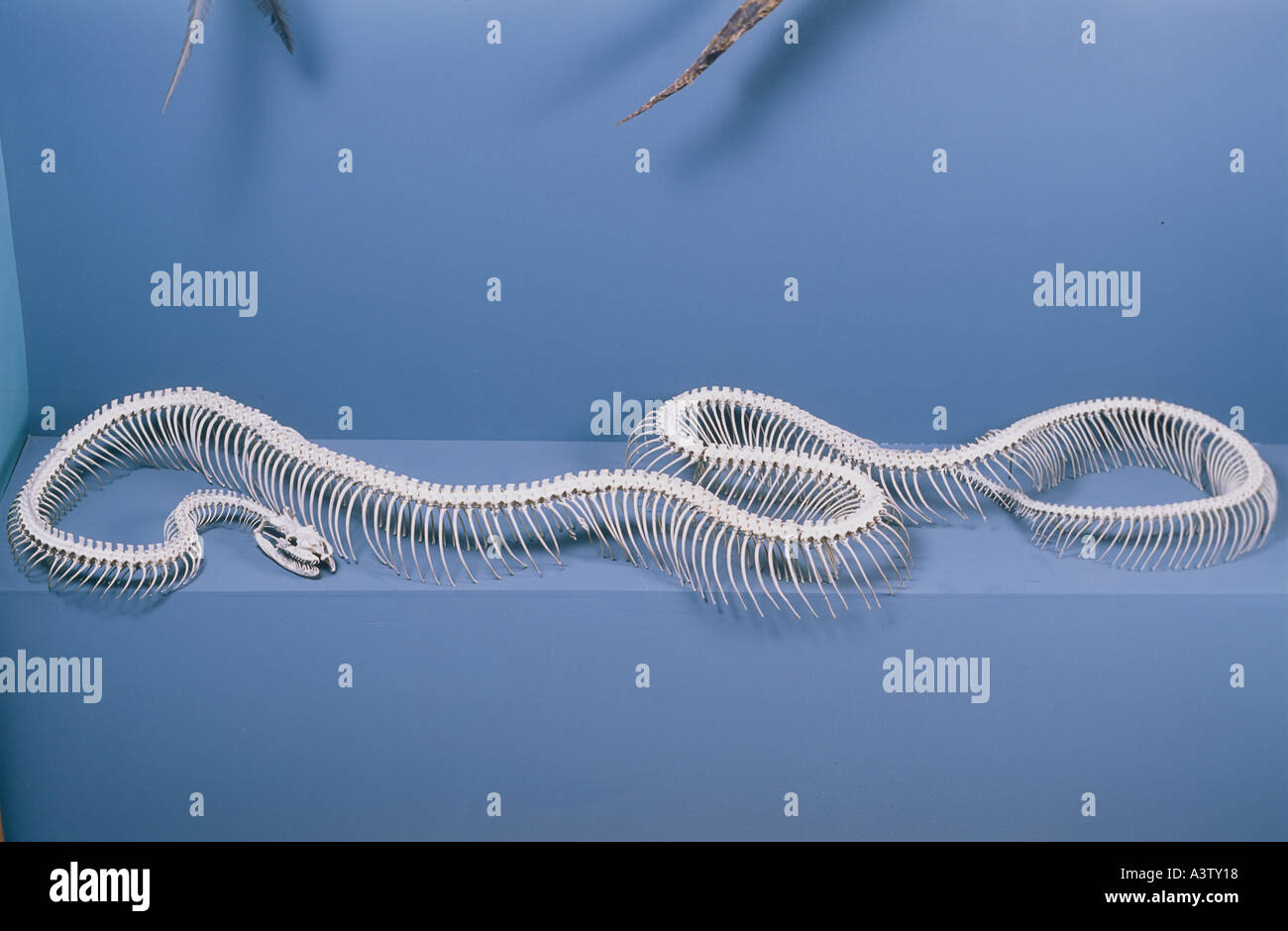 Python skeleton -Fotos und -Bildmaterial in hoher Auflösung – Alamy