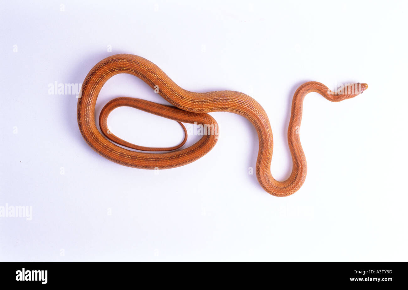 Köche Tree Boa Corallus Enydris cookii Stockfoto