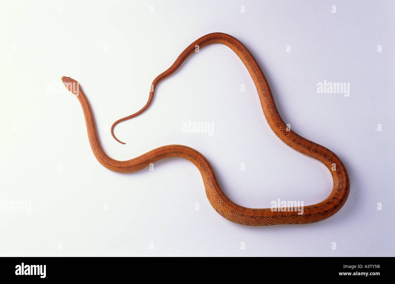 Köche Tree Boa Corallus Endydris cooki Stockfoto