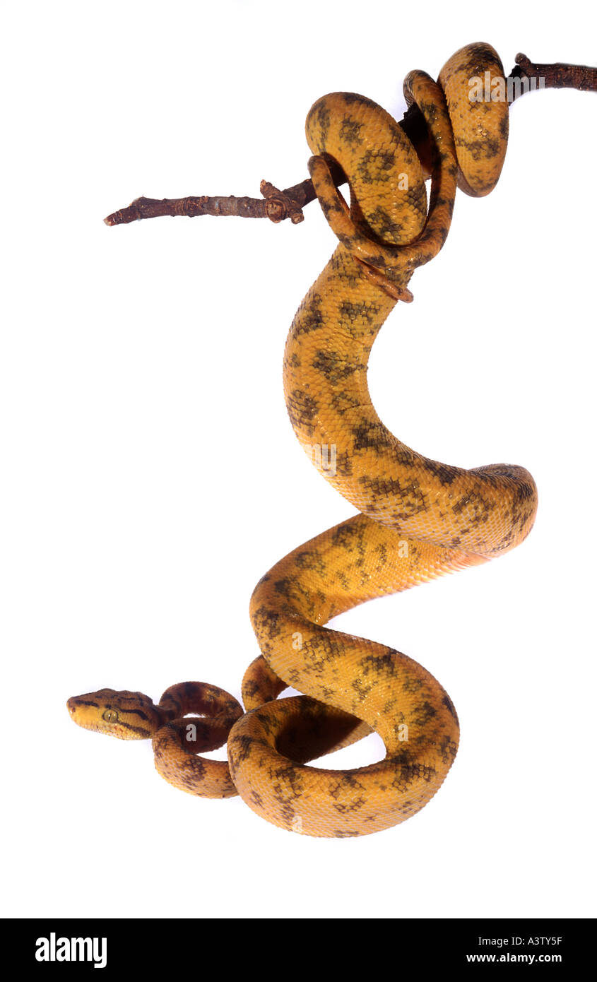 Köche Tree Boa Corallus Endydris cooki Stockfoto