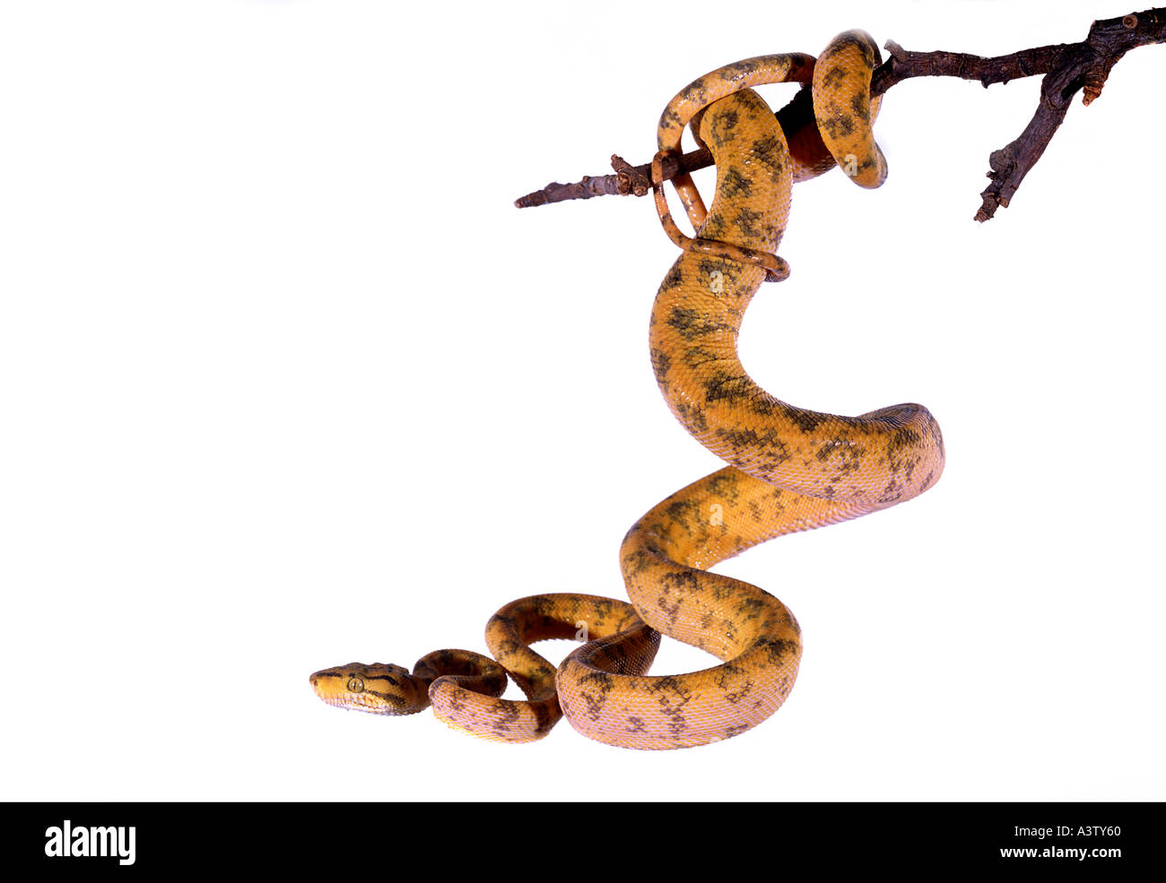 Köche Tree Boa Corallus Enydris cookii Stockfoto