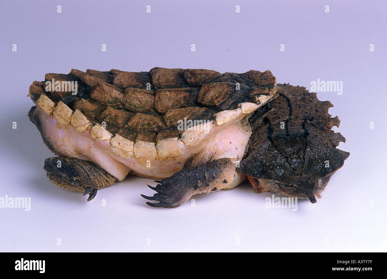 Blatt-Schildkröte oder Mata Mata Chelus Fimbriatus aus Südamerika Stockfoto