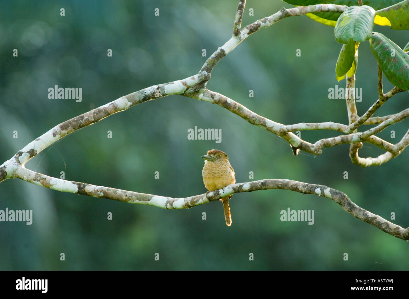 Vergitterten Puffbird, (Nystalus Radiatus), Cana Bereich, Nationalpark Darien PANAMA Stockfoto