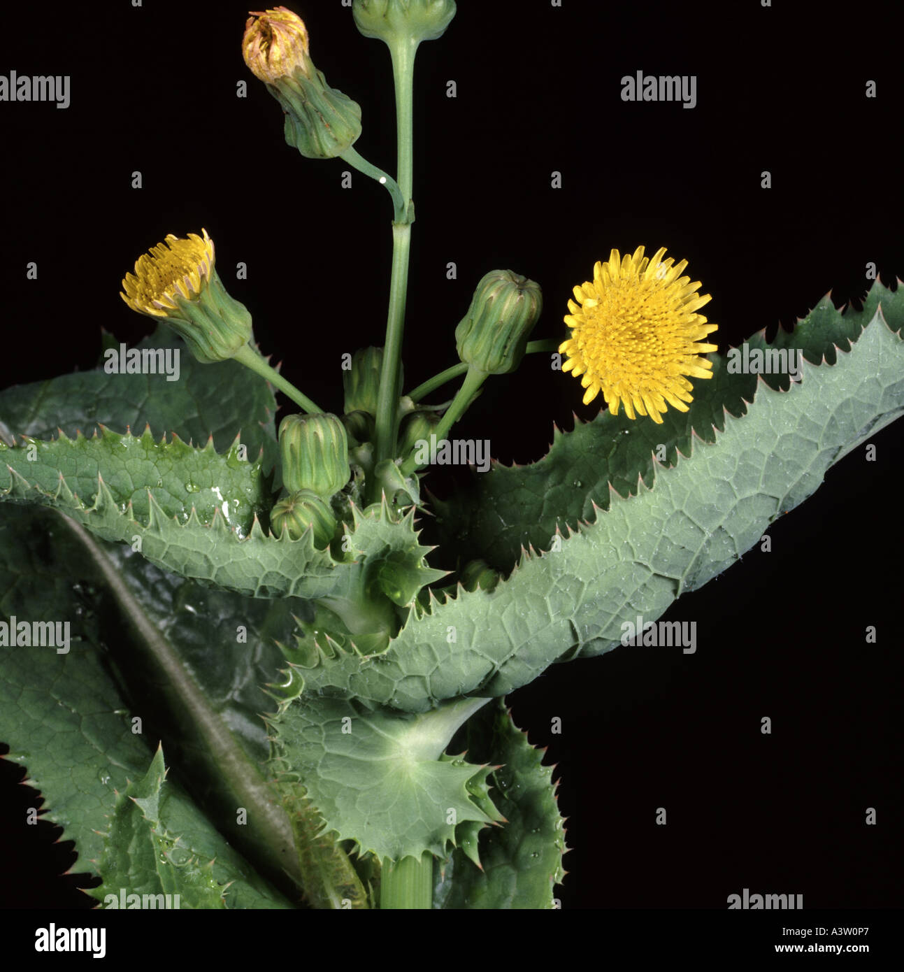 Glatte Sow Thistle Sonchus Oleraceus Blume Stockfoto