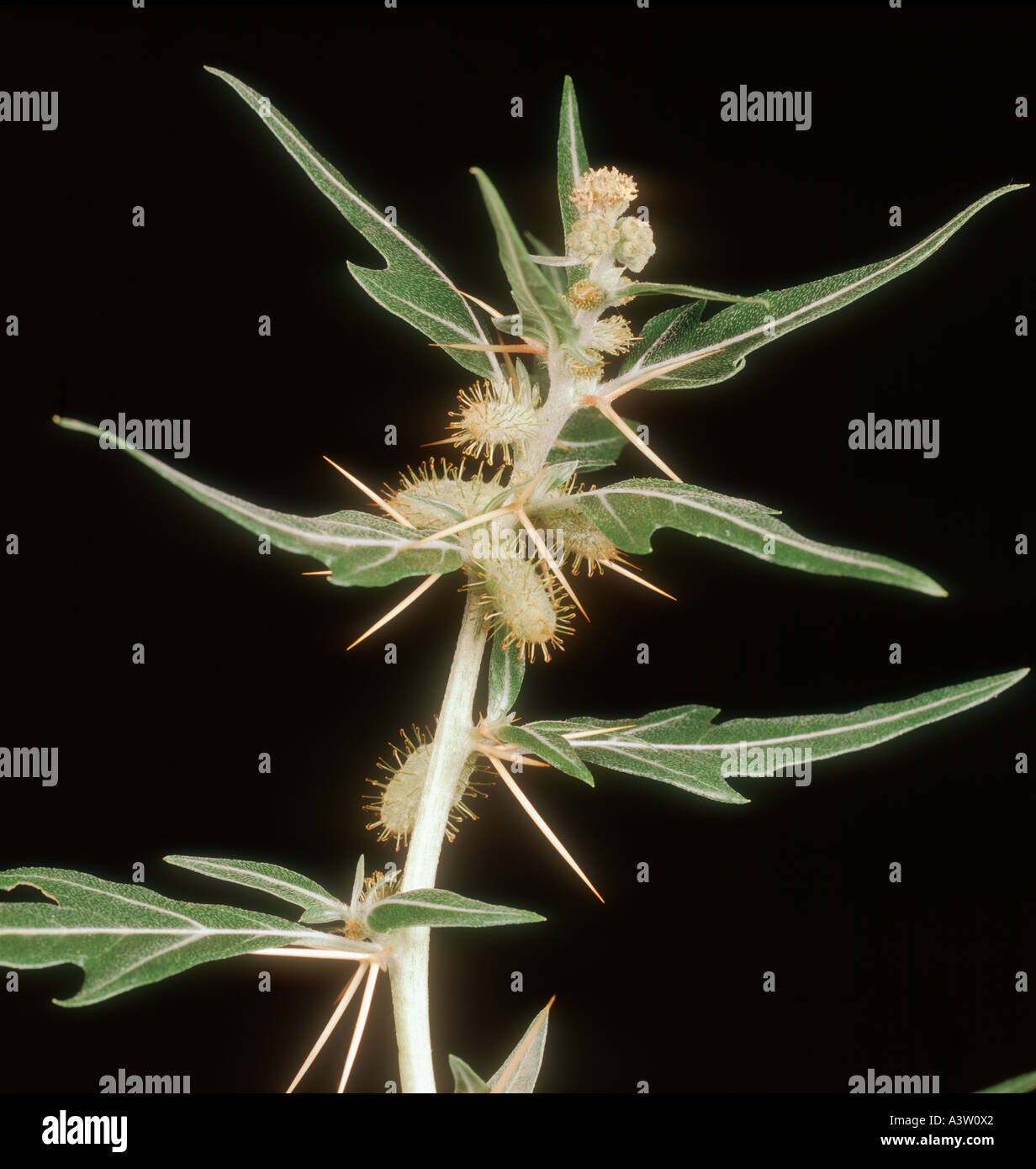 Stachelige Spitzklettenfrüchte Xanthium Spinosum blühende Pflanze Stockfoto