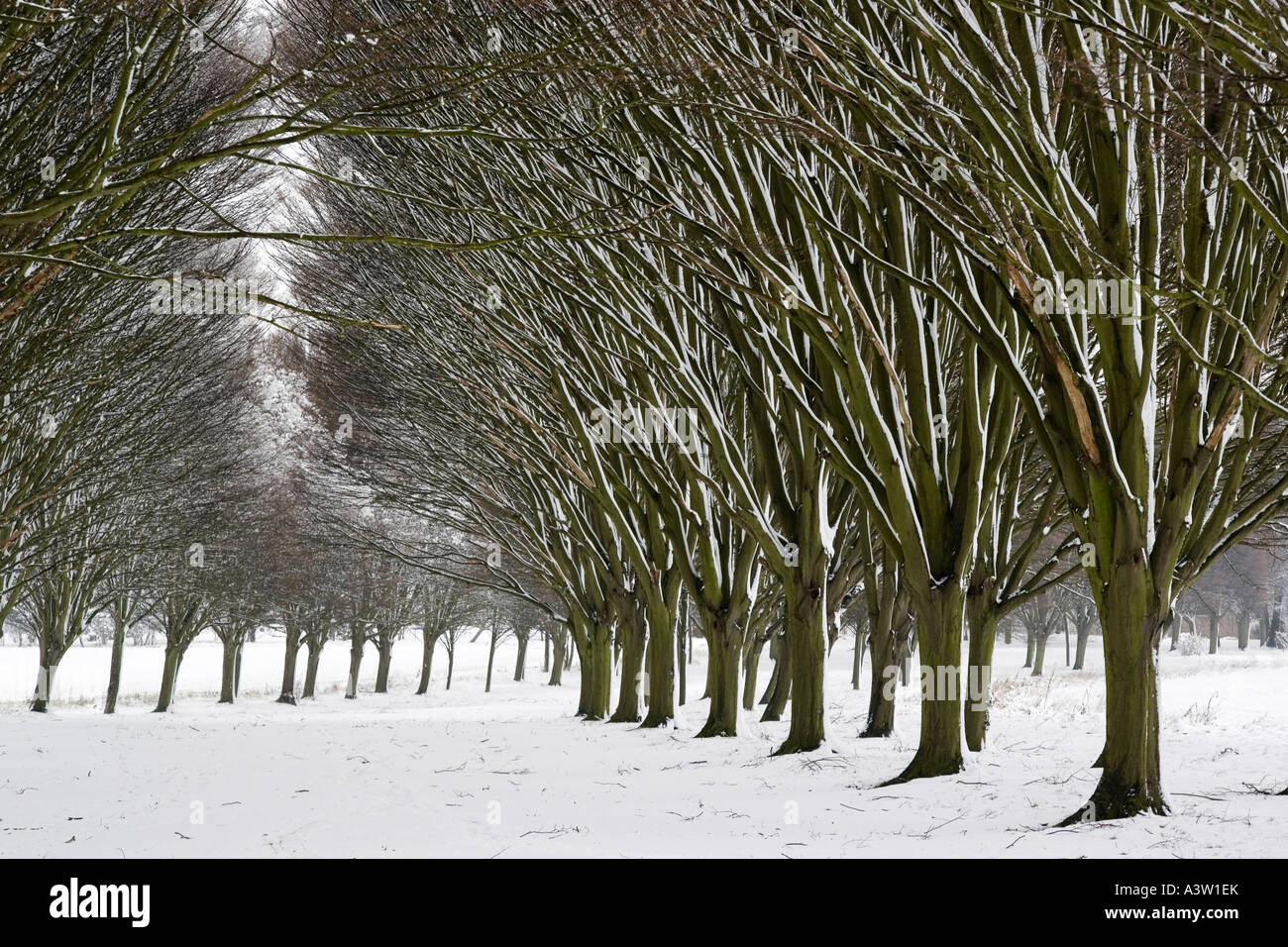 Verschneite Allee von Bäumen 1-Radley College in der Nähe von Oxford Stockfoto