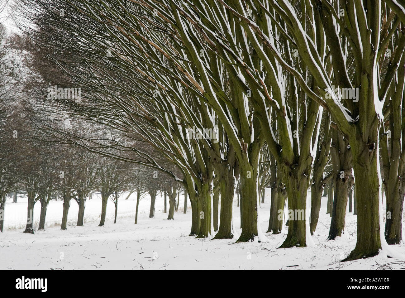 Verschneite Allee der Bäume 10 - Radley College in der Nähe von Oxford Stockfoto