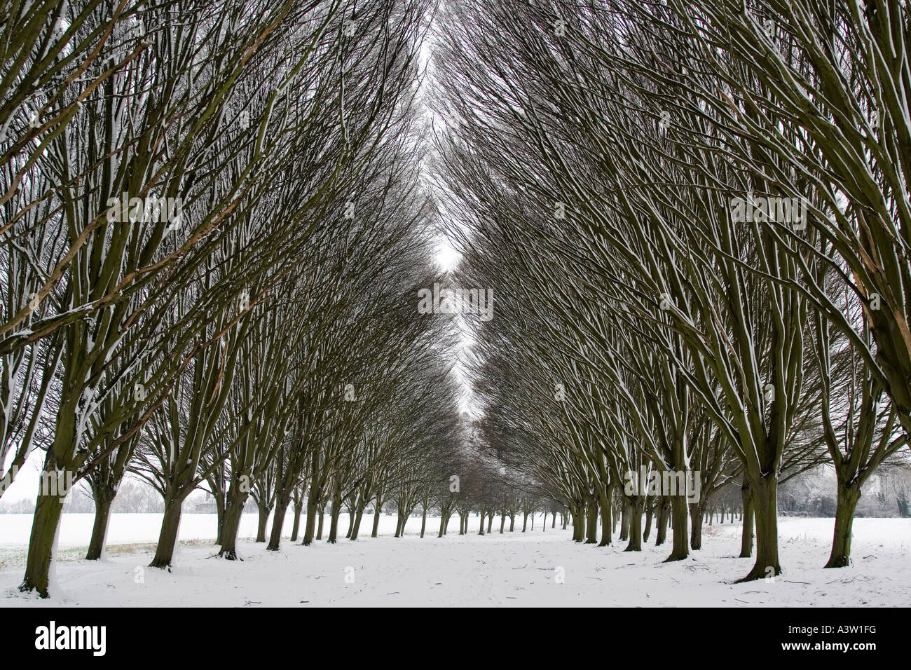 Verschneite Allee von Bäumen 2 - Radley College in der Nähe von Oxford Stockfoto