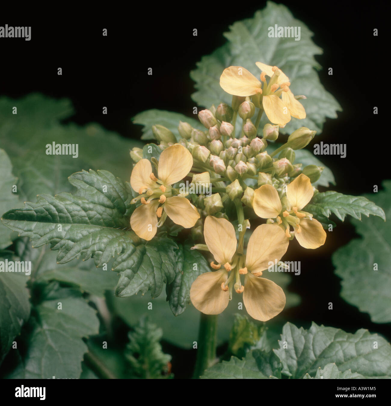 Ackersenf Sinapis Arvensis Blume Stockfoto
