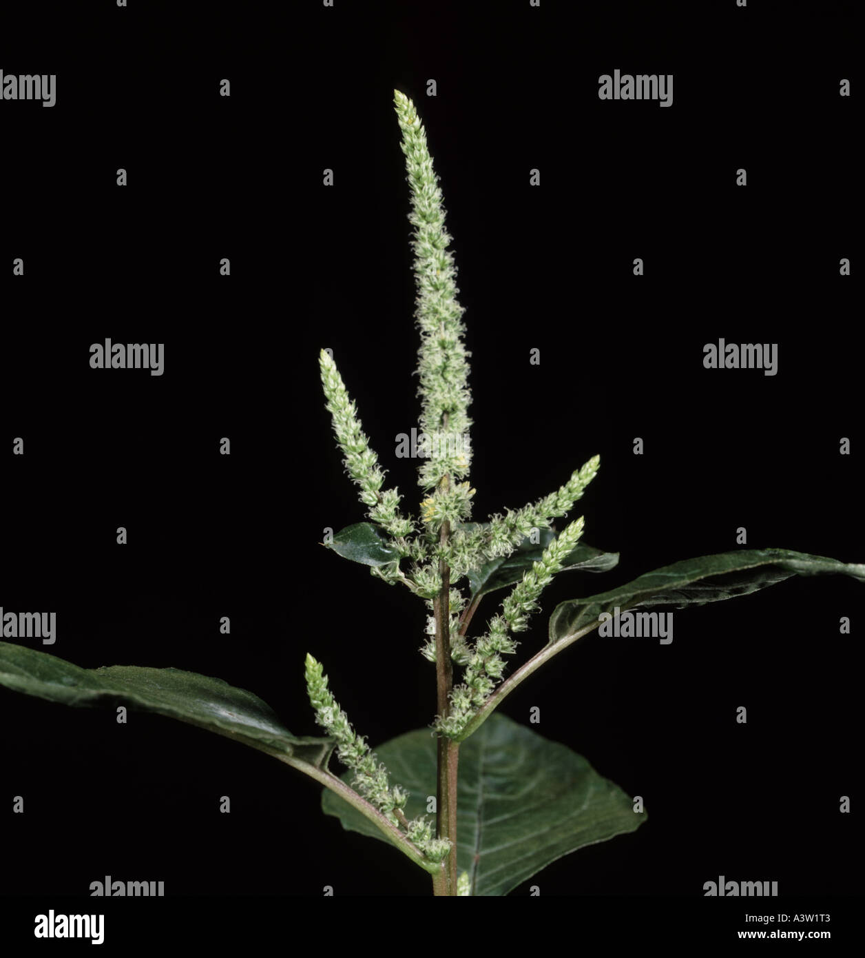 Spanisch wird Amaranthus Dubius Blume spike Stockfoto