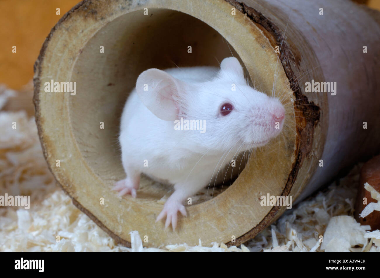 Labormaus / Domestic Maus Stockfoto