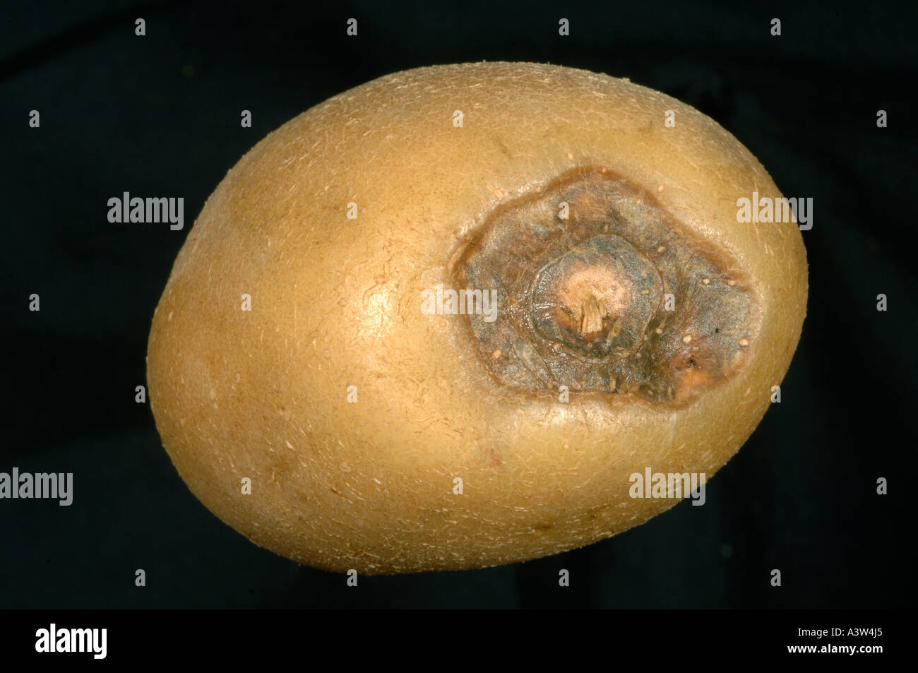 Ausläufer Ende Fäulnis Schaden auf ganze Kartoffelknolle Stockfoto