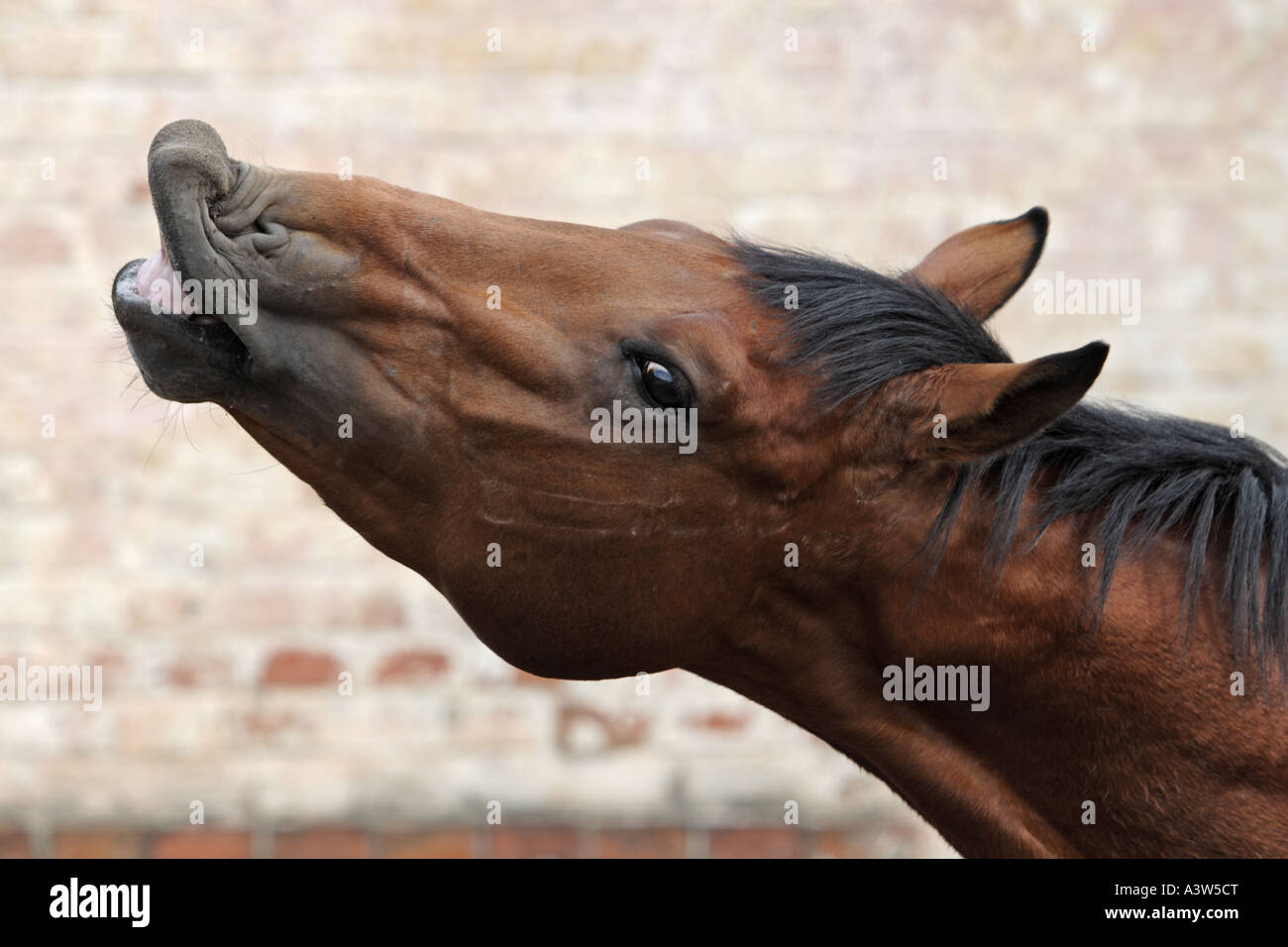 Pferd-Lächeln Stockfoto
