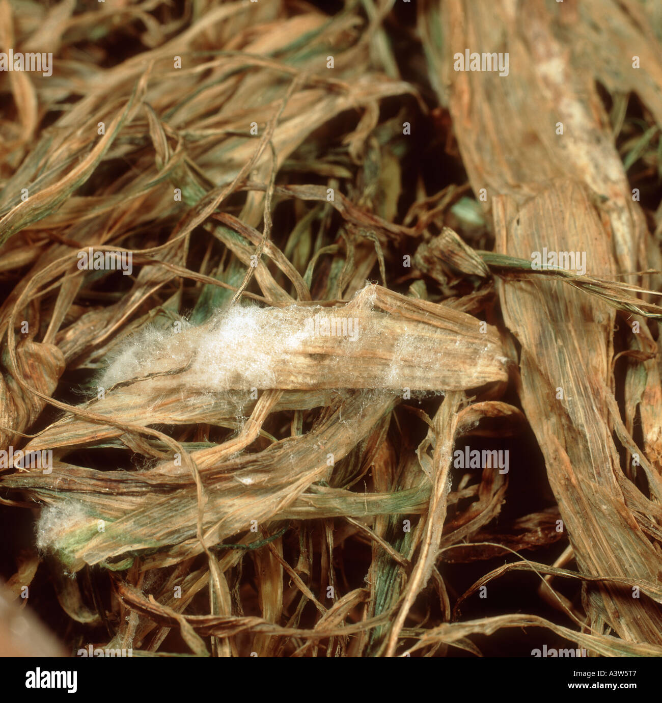 Rosa Schnee Formen Michrodochium Nivale Myzel auf kranke Gerste Blattgewebe entwickeln Stockfoto