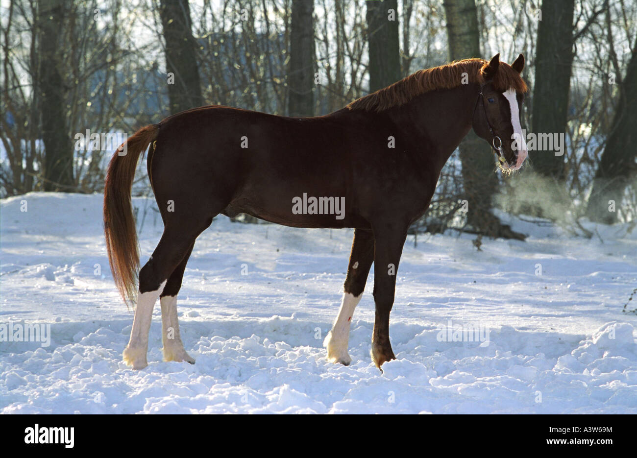 Das rote Pferd in Winter park Stockfoto