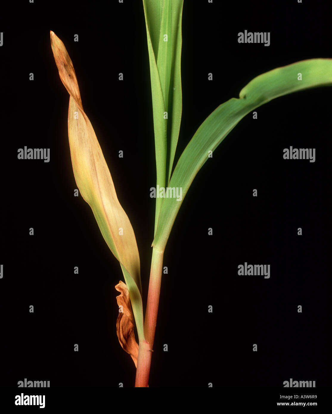 Schäden an Mais oder Mais Jungpflanze von Stewarts verursacht welken Erwinia stewartii Stockfoto