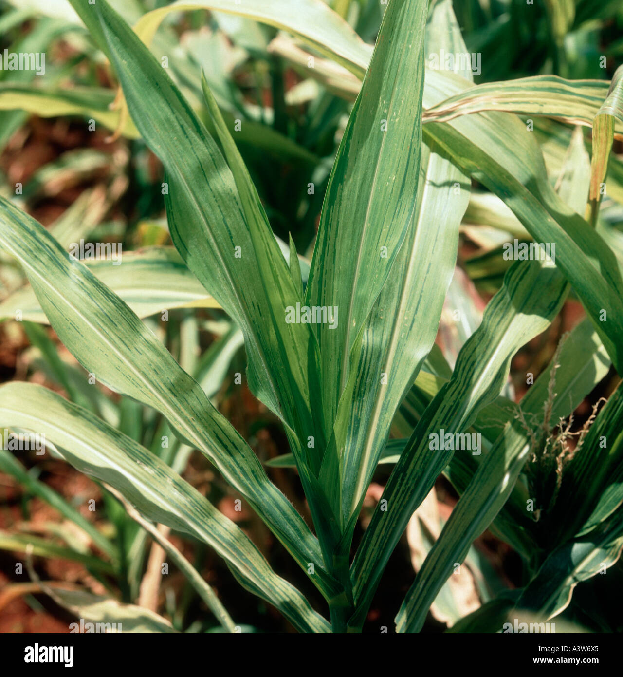Peronospora Peronosclerospora Sorghi Symptome auf Mais oder Mais-Pflanze Stockfoto