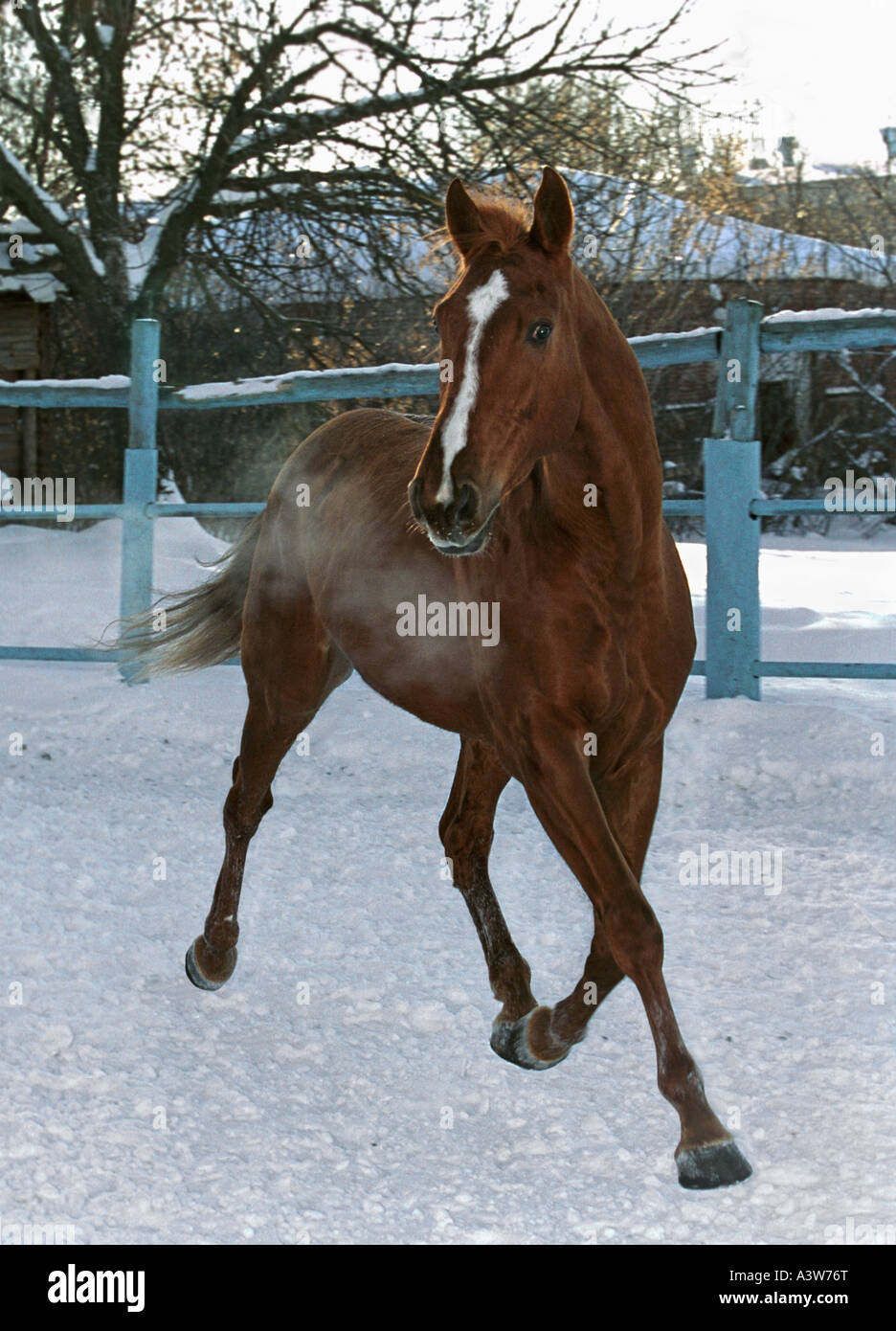 Pferd im Winter zu Fuß Stockfoto