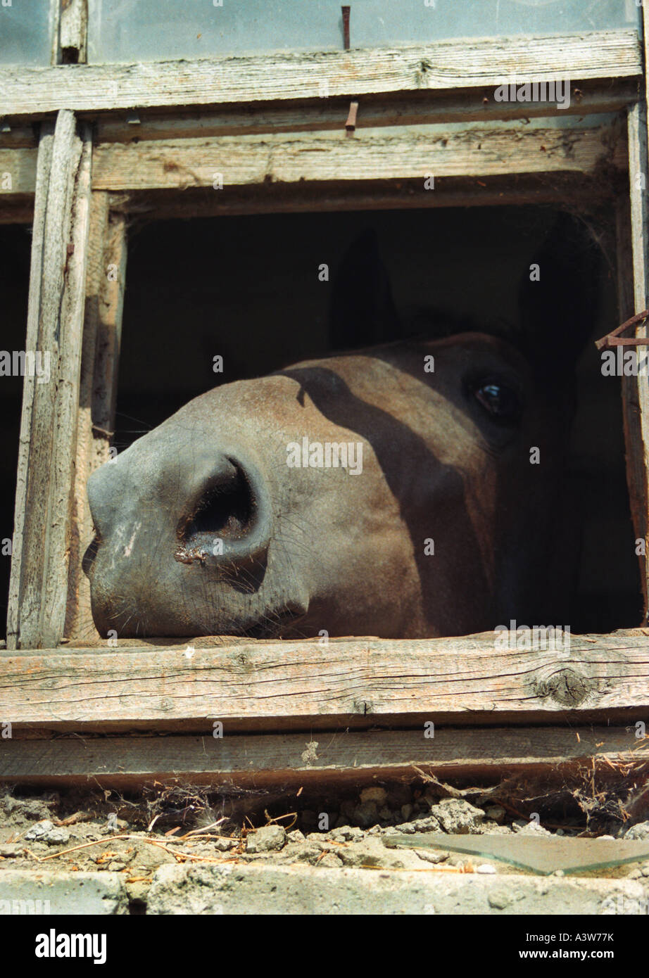 Nase des Pferdes in Fenster Stockfoto