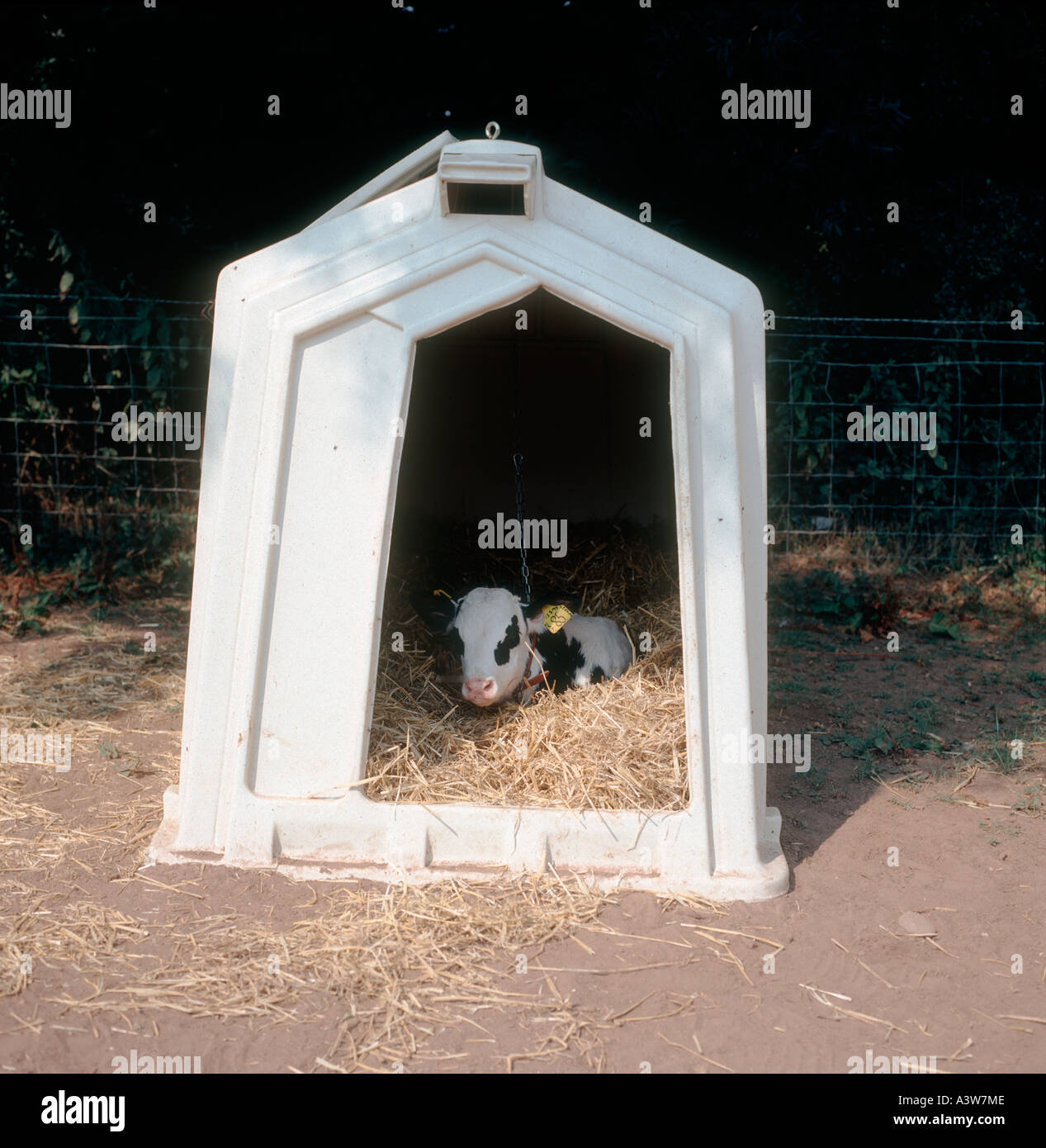 Holstein-Kalb in Kälberhütten auf dem Bauernhof Stockfoto