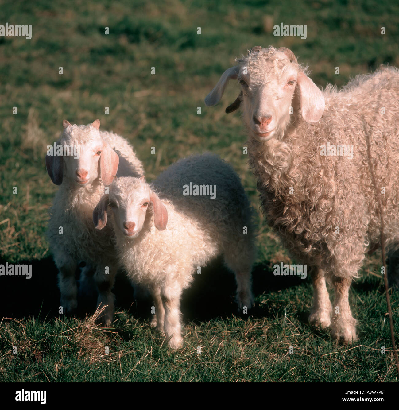 Doe Angoraziege mit ihren zwei Kindern auf dem Rasen im Frühjahr Weiden Stockfoto
