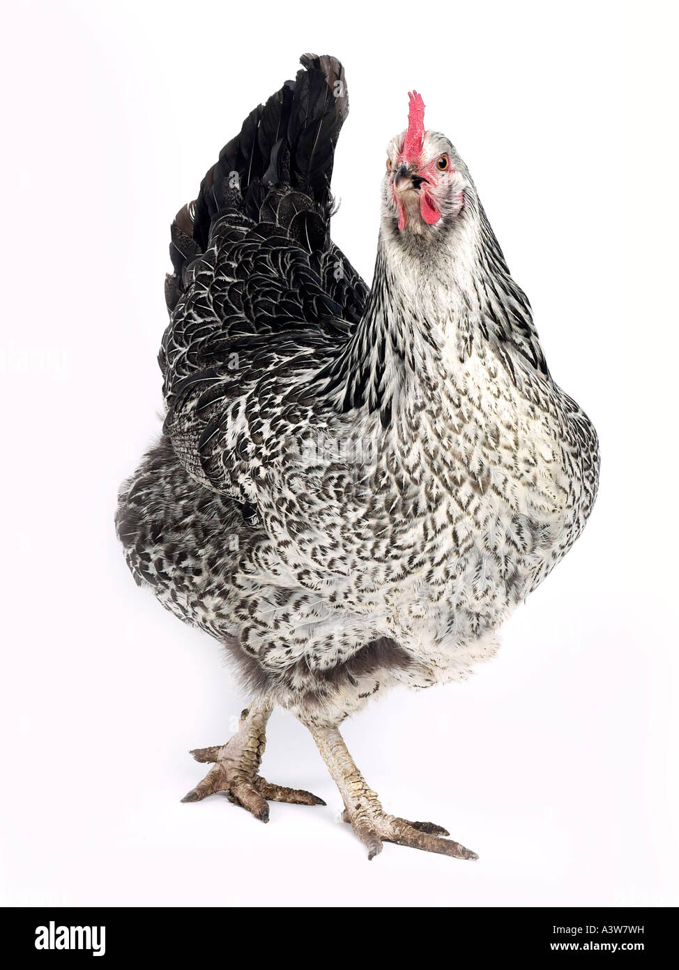 Eine kurvige schwarz-weiß Huhn. Stockfoto