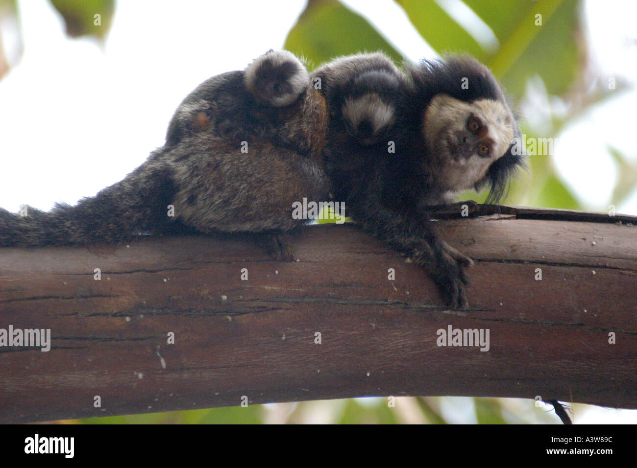 Mami Geoffroy s getuftete eared Marmoset Callithrix Geoffroyi trägt die Babys auf dem Rücken durch den Dschungel Südost Brasilien Stockfoto