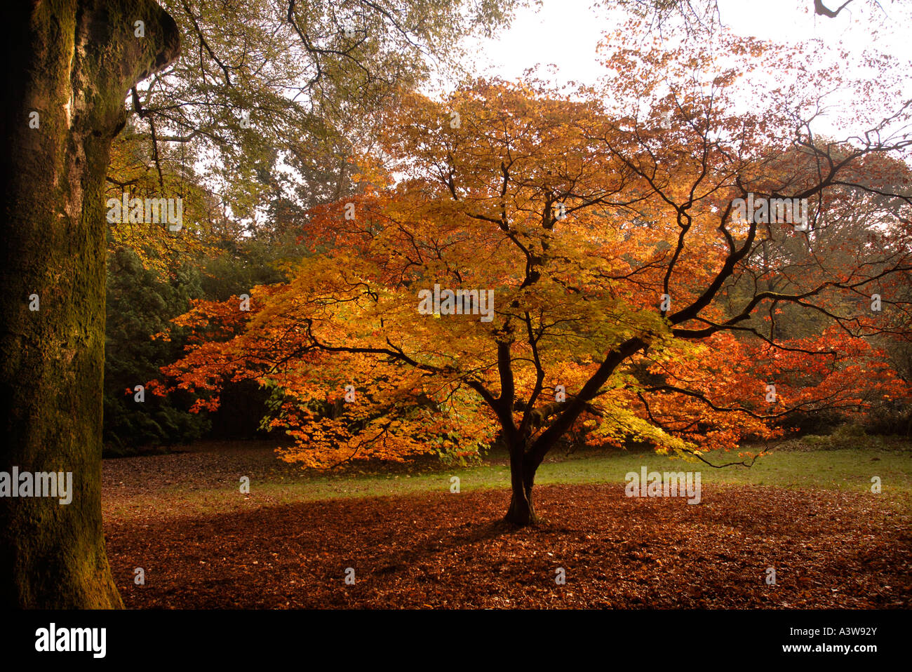 HERBSTLAUB IM WESTONBIRT ARBORETUM IN DER NÄHE VON TETBURY GLOUCESTERSHIRE UK Stockfoto