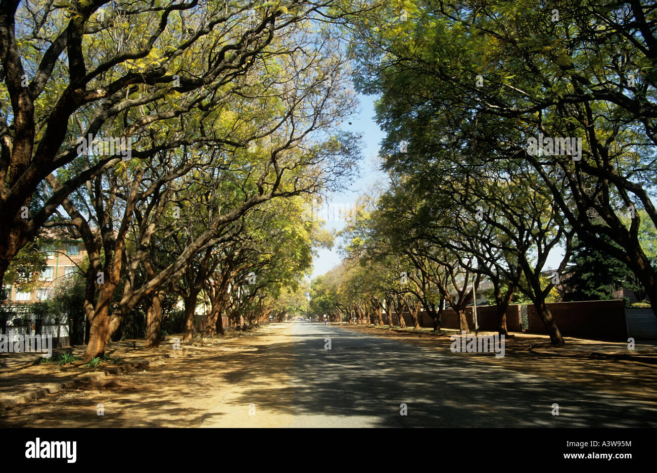 Sonnendurchflutetes von Bäumen gesäumten Straße Harare Simbabwe Stockfoto
