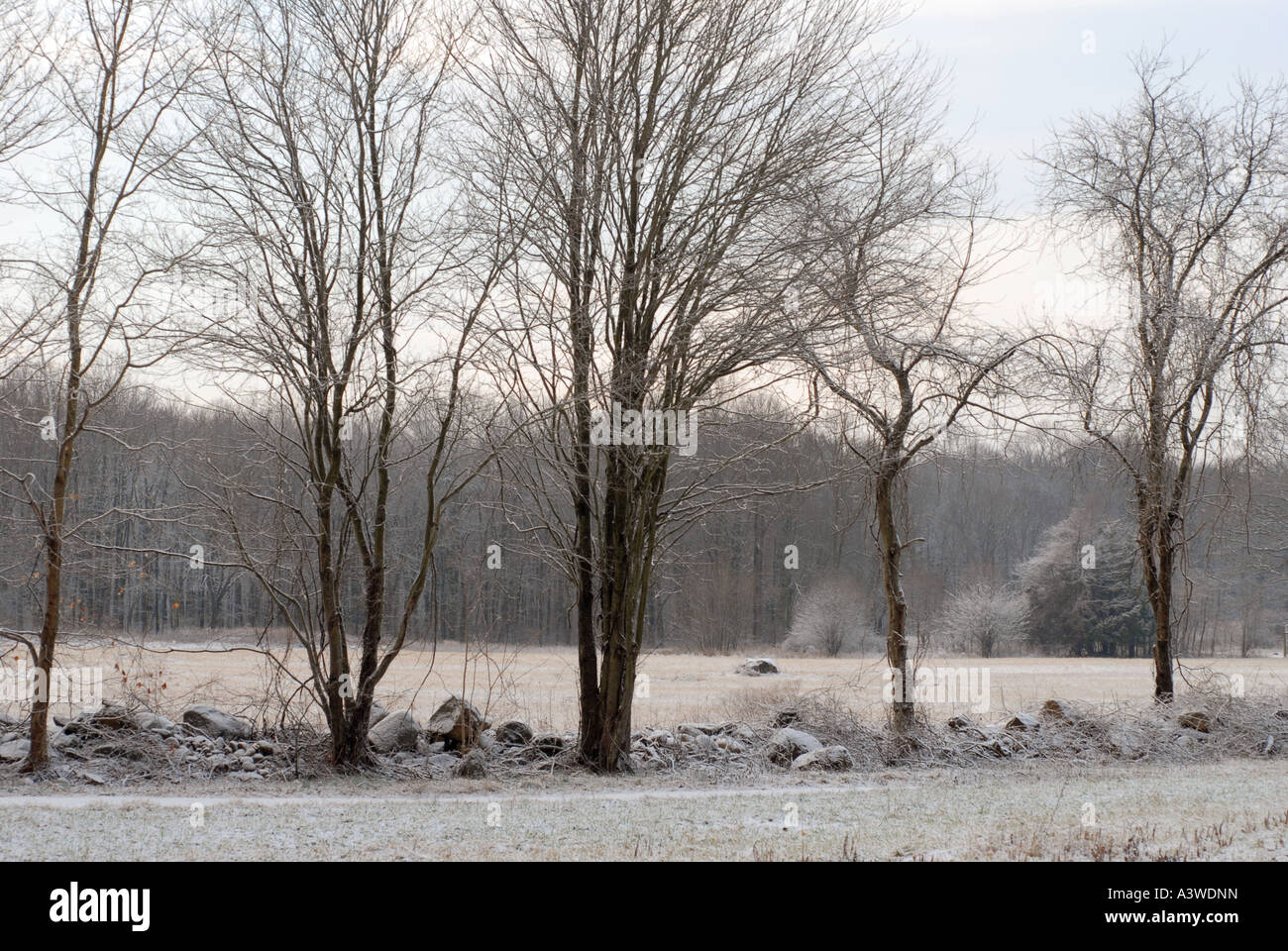 Frühen Morgen New England Farm im Winter mit leichter Schneefall Stockfoto