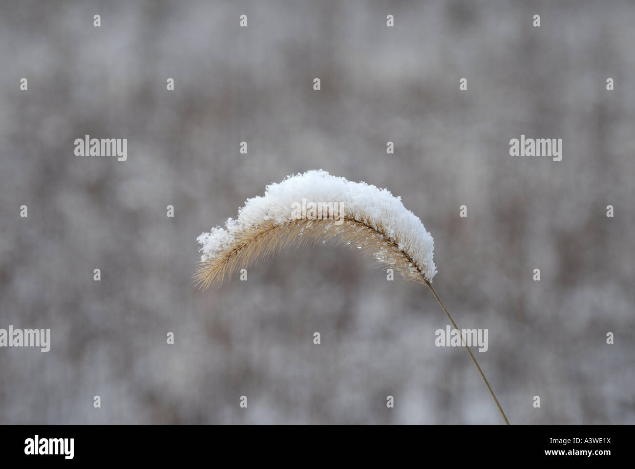 Schnee bedeckt die Pflanze im Wintergarten Stockfoto