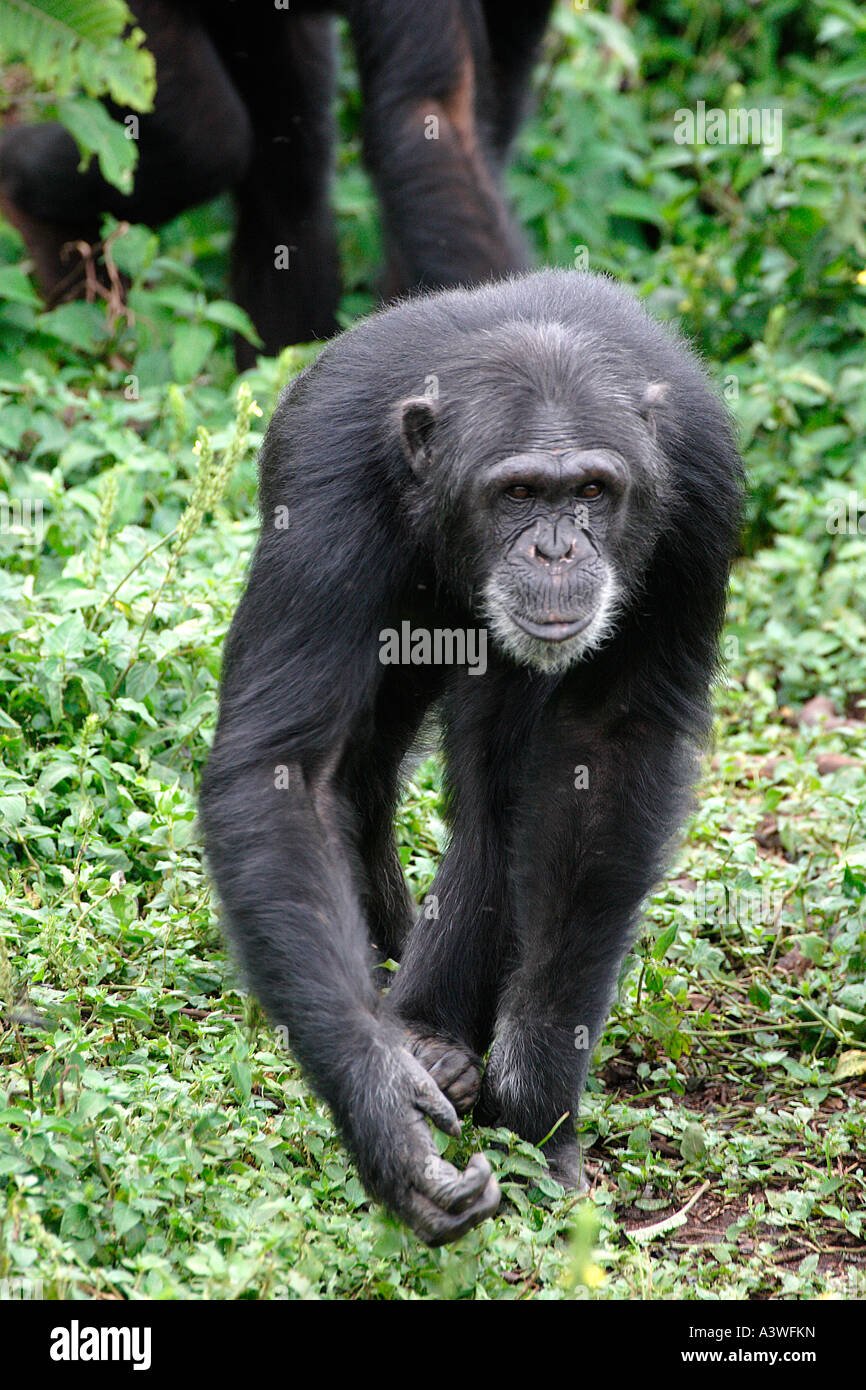 Schimpansen Pan Troglodytes Ngamba Island Lake Victoria Uganda Männchen im Wald Afrika Stockfoto